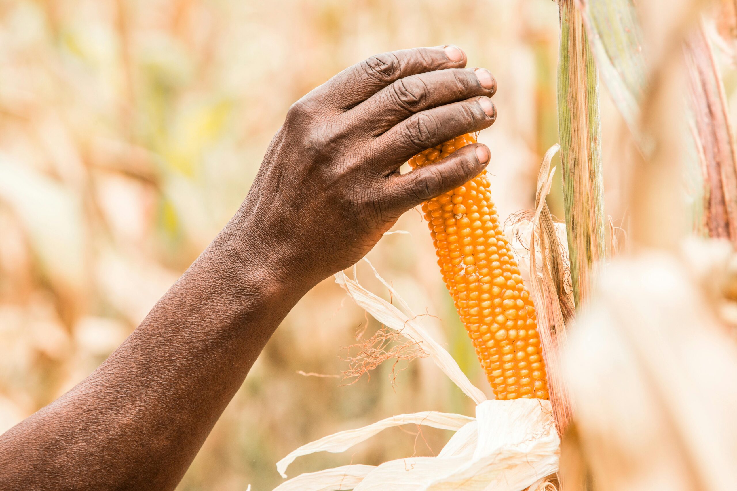 maize maize